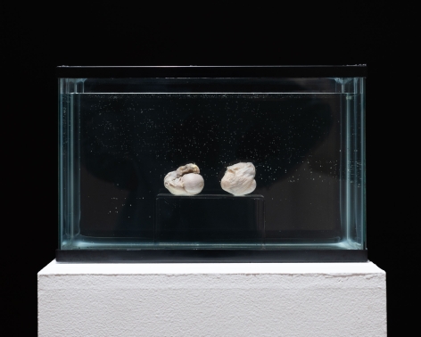 Installation photo of Eat Me Damien ((2) surgically removed human testicles, formaldehyde) in Yishay Garbasz: Women's Art Doesn't End at the Outer Labia